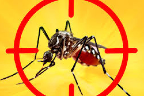 Brasil contabiliza mais de 2,4 milhões de casos de dengue Dos casos reportados, 55,4% correspondem a mulheres e 44,6% a homens